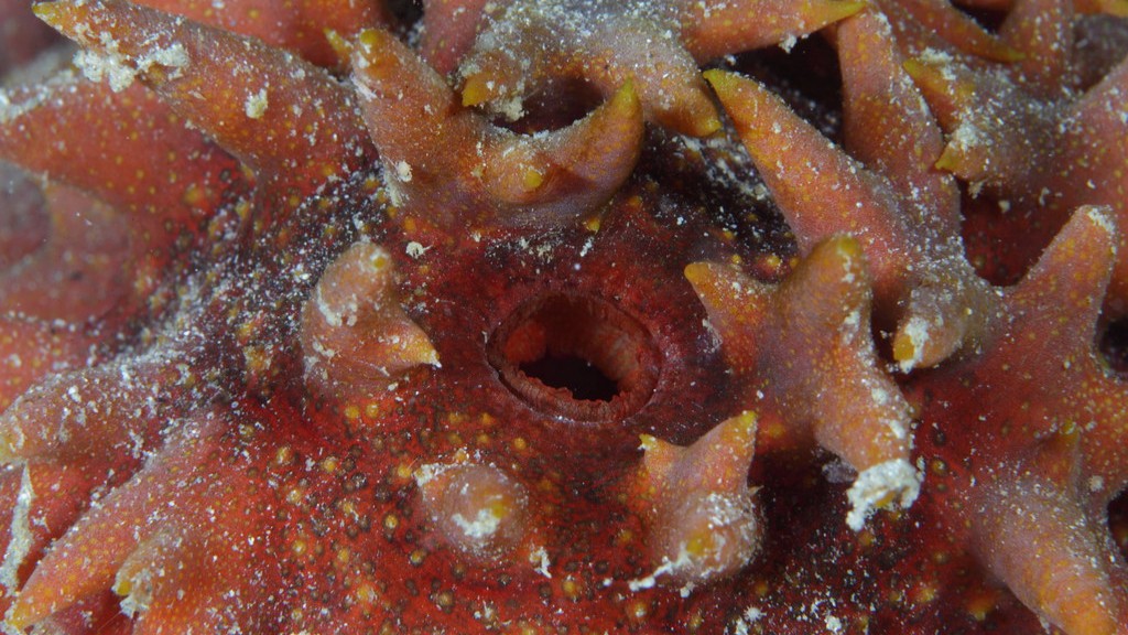 Де можна знайти водорості в океані