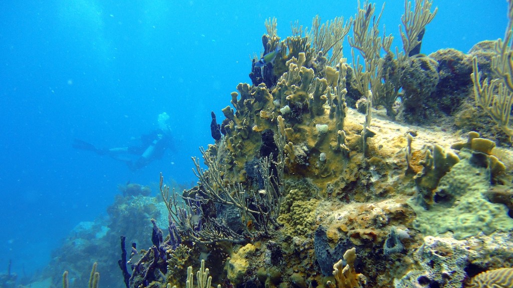 Дебати між морською губкою та коралом давні. З давніх часів люди були зачаровані неймовірною складністю глибин океанів і прагнули зрозуміти дивовижну красу та складність губок і коралів, які живуть у ньому. Хоча губки та корали можуть виглядати дуже різними, у них обох є подібні рівні біорізноманіття та біологічної адаптації, через що їх важко відрізнити.